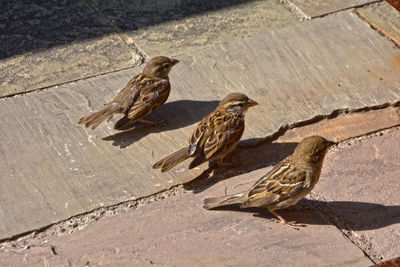 High angle view of birds perching on footpath