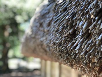 Detail shot of tree trunk