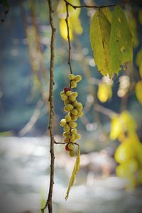 Close-up of fruit growing on tree