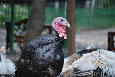 Close-up of a bird