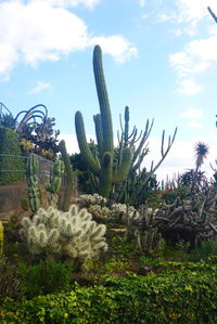 Low angle view of cactus plants growing on field against sky