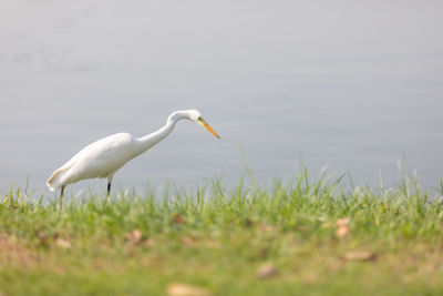 Bird in a field