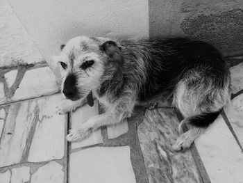 High angle view of dog lying on floor