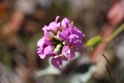 Close-up of pink flowers blooming outdoors