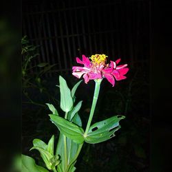 Close-up of pink flowers