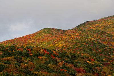 Scenic view of tree mountains against sky