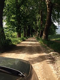 Road passing through trees
