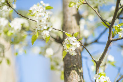 Low angle view of white flowering tree