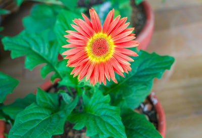 Close-up of flowering plant