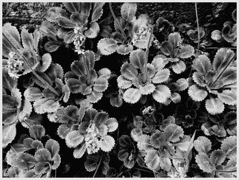Close-up of flowers