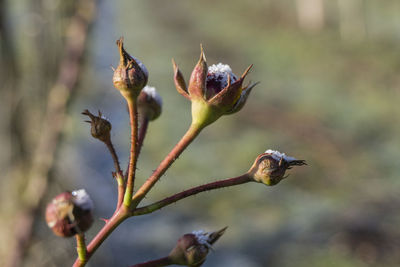 Close-up of flower buds on plant