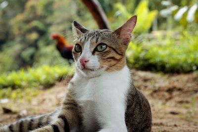 Close-up of a cat looking away