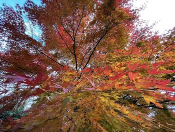 Low angle view of maple tree during autumn