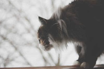 Close-up of a dog looking away