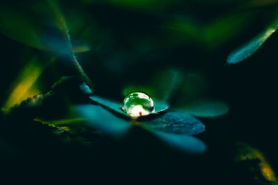 Close-up of water drops on leaf