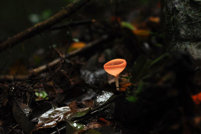 Close-up of mushroom growing on land