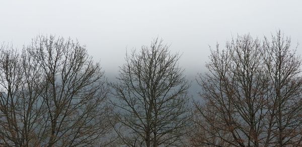 Low angle view of bare trees against clear sky