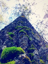 Low angle view of trees