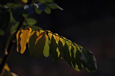 Close-up of leaves against blurred background