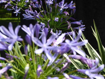 Close-up of purple flowers blooming outdoors