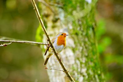 Robin perched 