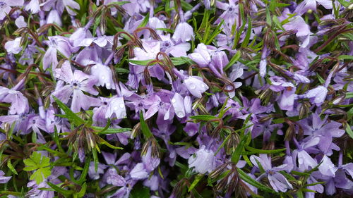 Close-up of purple flowers