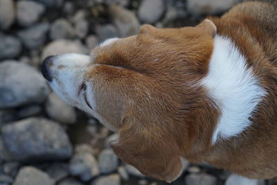High angle view of a dog on rock