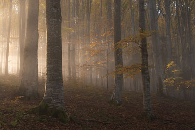 Autumn landscape of the foggy forest