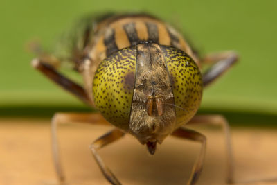 Close-up of insect