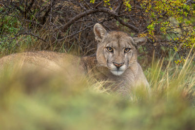 Close-up of lioness