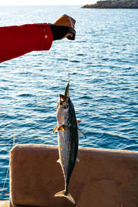 Dead fish in sea