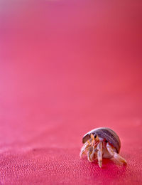 Close-up of red wall