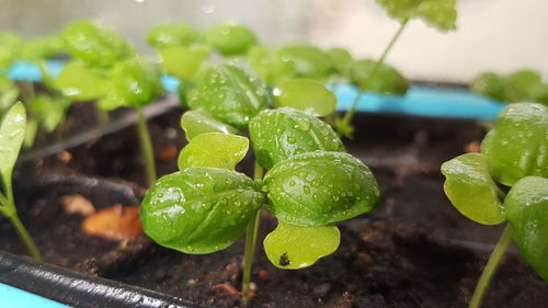 Close-up of wet plant