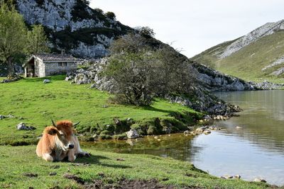 Cows in a farm