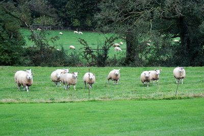 Sheep grazing in a field