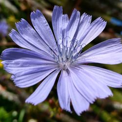 Close-up of osteospermum blooming outdoors