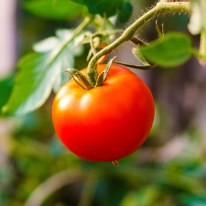 Close-up of tomatoes