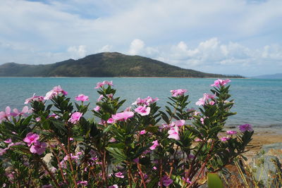 Pink flowering plants by sea against sky