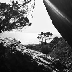 Low angle view of trees against sky