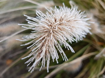 Close-up of wilted dandelion