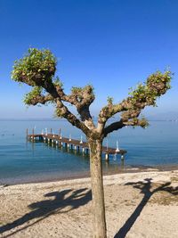 Tree on beach against clear blue sky