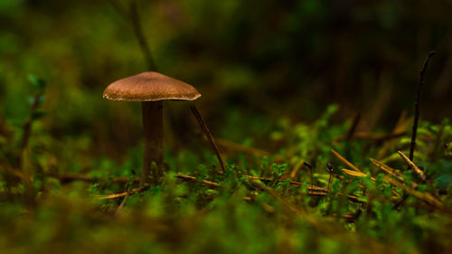 Close-up of mushroom growing on field