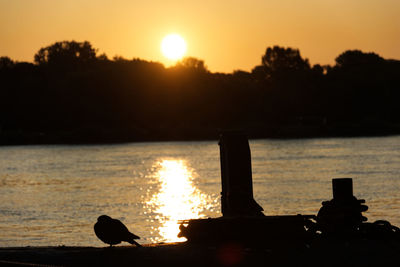 Silhouette birds on lake during sunset