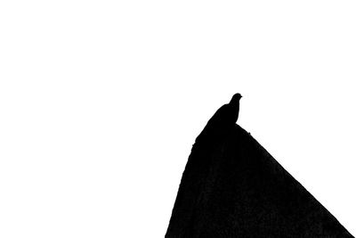 Low angle view of silhouette bird perching against clear sky