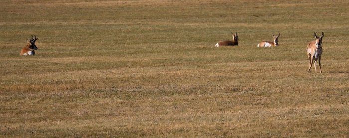 People walking on grassy field