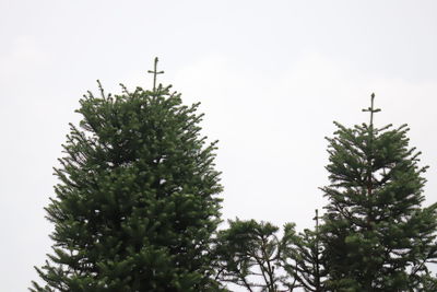 Low angle view of tree against sky
