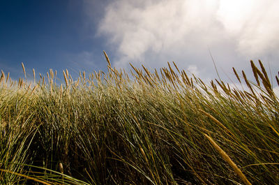 View of stalks in field against cloudy sky