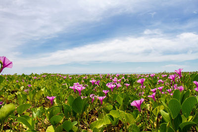 Purple flowering plants on field against sky