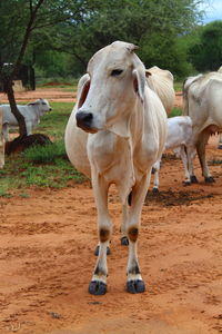 Cows standing in a field