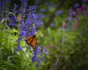 Close-up of butterfly pollinating on purple flower